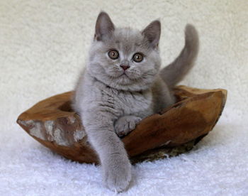 Portrait of cat sitting on floor