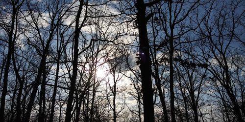 Low angle view of silhouette bare trees in forest against sky