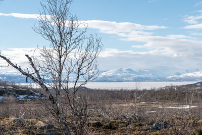 Bare tree on landscape against sky
