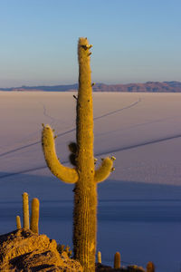 Cactus growing on wooden post in desert against sky