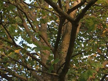 Low angle view of tree in forest against sky