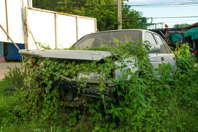 Abandoned car on tree