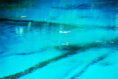 View of ducks swimming in lake