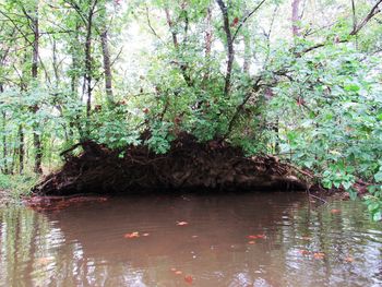 Scenic view of lake in forest