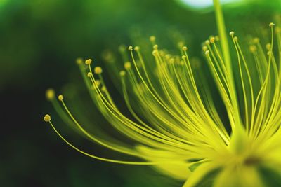 Close-up of green leaves