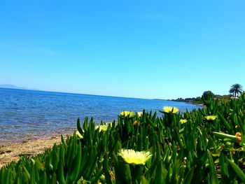 Scenic view of sea against clear blue sky