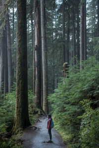 Woman standing amidst trees in forest