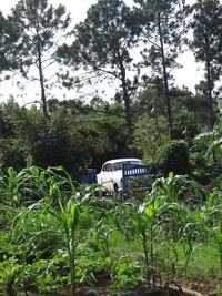 Plants and trees in forest