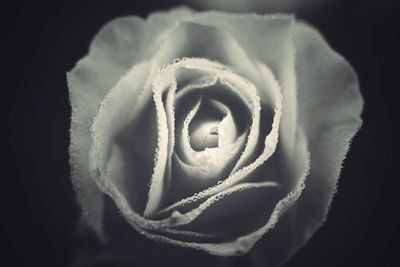 Close-up of flower against black background