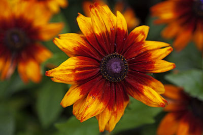 A large yellow flower with red and purple