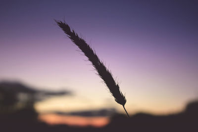 Close-up of silhouette plant against sky during sunset