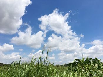 Scenic view of grassy field against sky