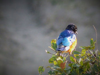 Close-up of bird perching on a plant