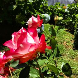 Close-up of pink flowers blooming outdoors