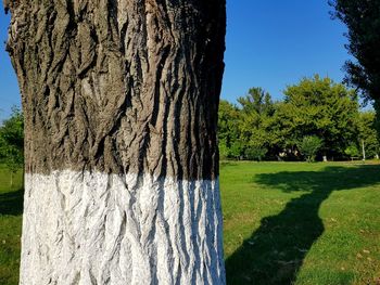 Close-up of tree trunk against clear sky