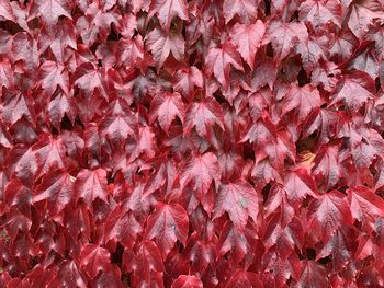 Red ivy leaves on the wall pattern