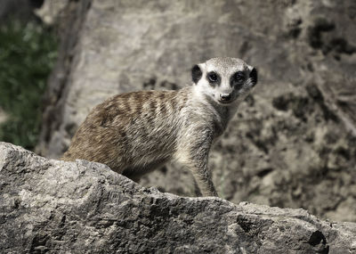 Portrait of rabbit on rock