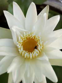 Close-up of white flower