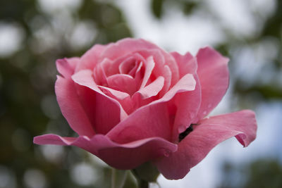 Close-up of pink rose