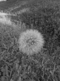 Close-up of dandelion on field