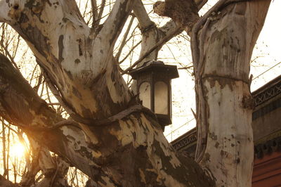 Low angle view of tree in city