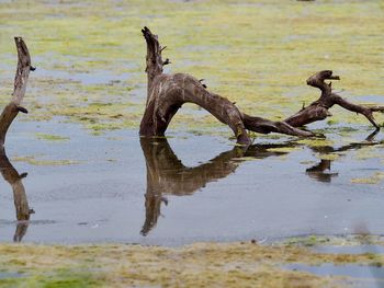 Driftwood in a lake