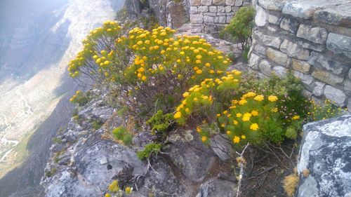 Close-up of yellow flowers growing by plants