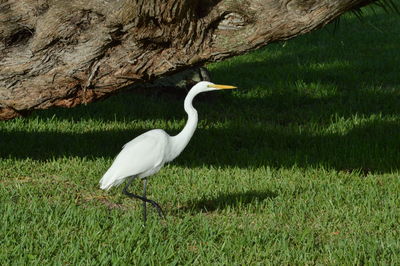 Egret on grassy field