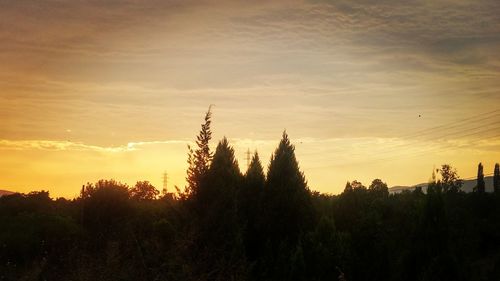 Silhouette trees at sunset