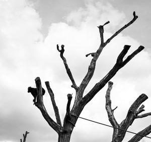 Low angle view of bare tree against sky