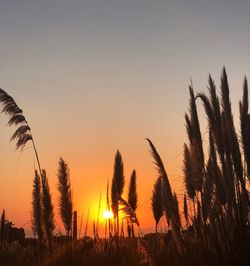 Silhouette plants growing on field against sky during sunset