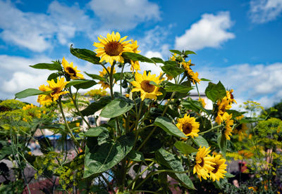 Close-up of yellow flowering plant against sky