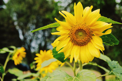 Close-up of yellow sunflower