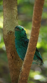 Close-up of parrot perching on tree trunk