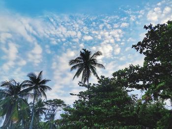 Low angle view of coconut palm trees against sky