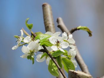 Close-up of white flowering plant