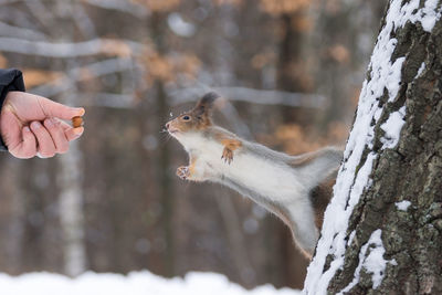 View of squirrel on snow covered tree