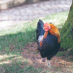 View of bird on field