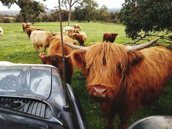 Portrait of highland cattle on landscape