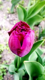 Close-up of flower blooming outdoors