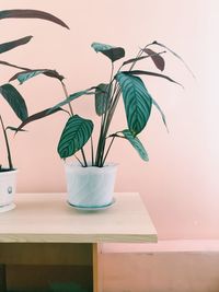 Close-up of potted plant in vase against wall at home