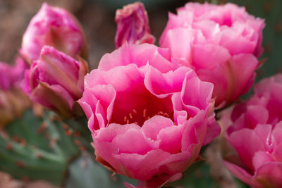 Close-up of pink rose flowers