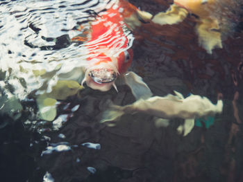 High angle view of koi fish in sea