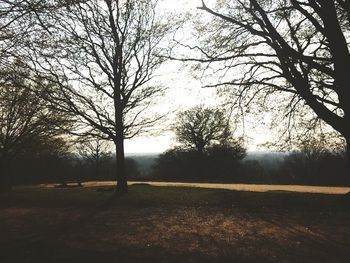 Trees on landscape against sky