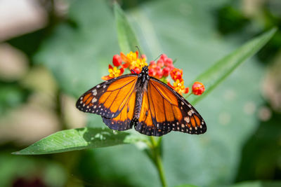 Close-up of butterfly pollinating flower