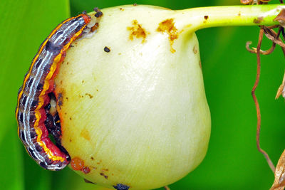 Close-up of yellow flower