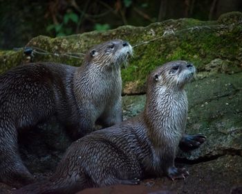 Otters on rock