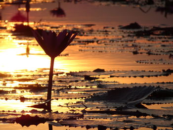 Scenic view of sea during sunset