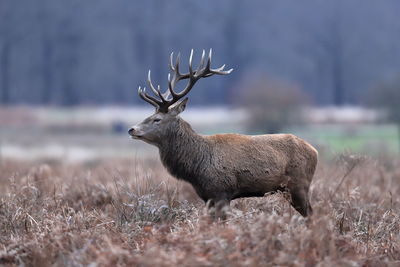 A red deer stag up close