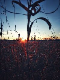 Scenic view of field against sky during sunset